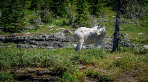 Mountain Goat In Glacier National Park, MT