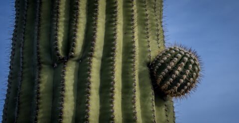 New Arm On Big Saguaro Cactus In West Saguaro National Park, Tucson, AZ