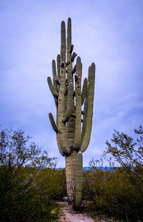 Old Saguaro Cactus In East Saguaro National Park, Tucson, AZ
