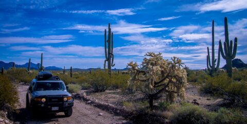 FJ On The Puerto Blanco Drive In Organ Pipe Cactus National Monument, AZ