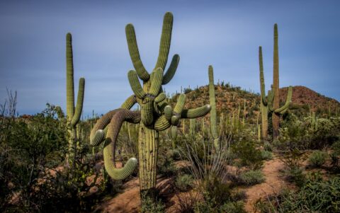 One Funny Shaped Saguaro Cactus In West Saguaro National Park, Tucson, AZ