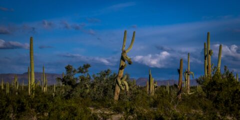 One Mile From Mexican Border Crossing, Saguaro Cacti In Organ Pipe Cactus National Monument, AZ;