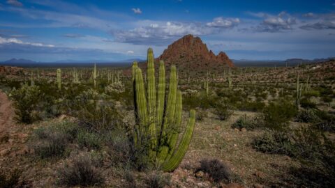 Organ Pipe Cactus Along Dripping Spring Trail In Organ Pipe Cactus National Monument, AZ
