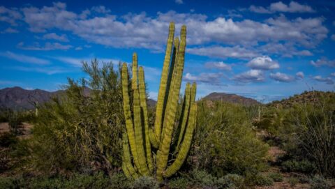 Organ Pipe Cactus In Organ Pipe Cactus National Monument, AZ