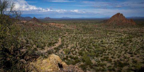 Panoramic View From Dripping Spring In Organ Pipe Cactus National Monument, AZ