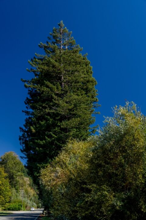 Pepper Tree in Humboldt State Park, CA