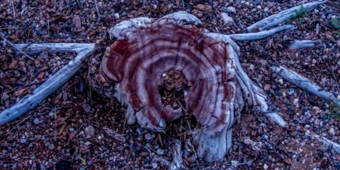 Petrification Of Wood On Sentinel Rest Area On I-8 , AZ