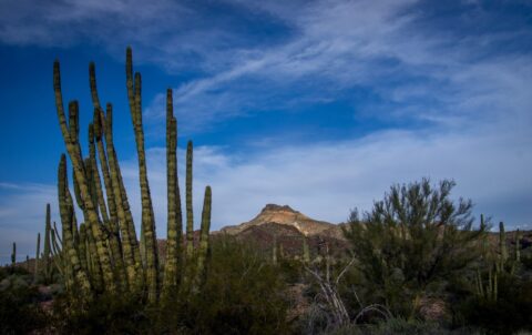 Pipe Organ Cactus And Tillotson Peak In Pipe Organ Cactus National Monument, AZ