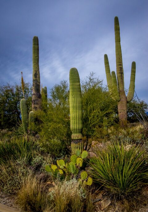 Prickly Pear And Saguaro Cacti In West Saguaro National Park, Tucson, AZ