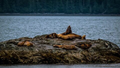 Roar Of Giant Steller Sea Lions In Prince William Sound , AK