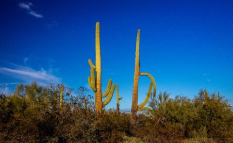 Saguaro Cacti In Organ Pipe Cactus National Monument, AZ