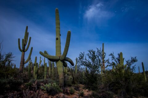 Saguaro Cacti In West Saguaro National Park, Tucson, AZ