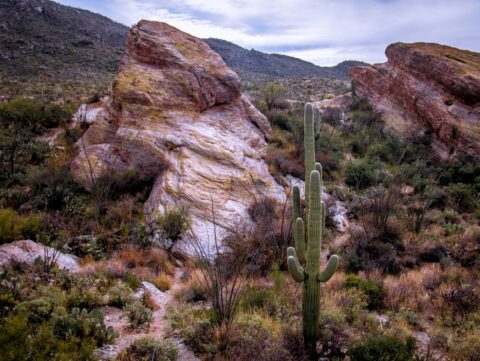 Saguaro Cactus Between Javelina Rocks In East Saguaro National Park, Tucson, AZ