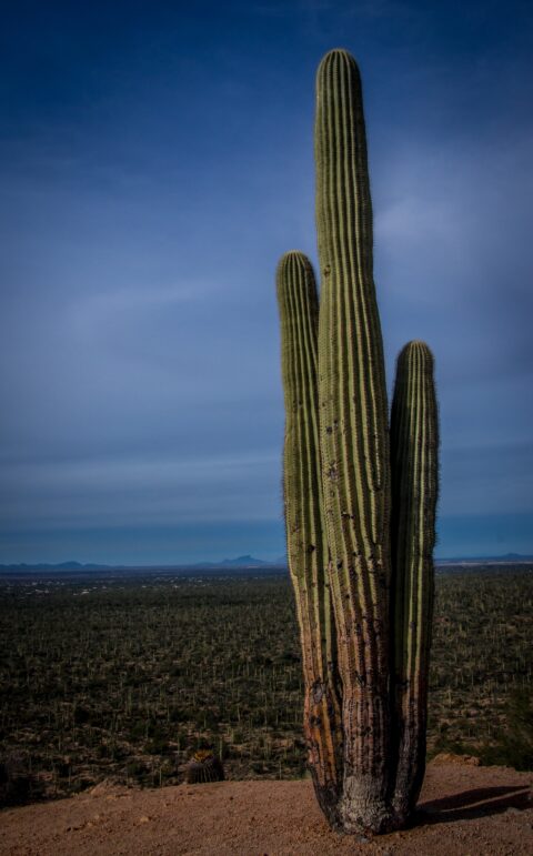 Saguaro Cactus Presides The Desert In West Saguaro National Park, Tucson, AZ