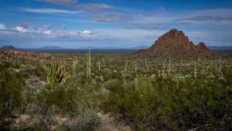 Scenic Area Near Dripping Spring In Organ Pipe Cactus National Monument, AZ