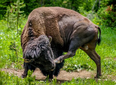 Scratch My Beard, Bison In Yellowstone National Park, WY