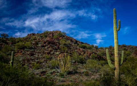 Senita Cactus Between Saguaros, Along Ajo Mountain Drive (East Side Of) Organ Pipe Cactus National Monument, AZ