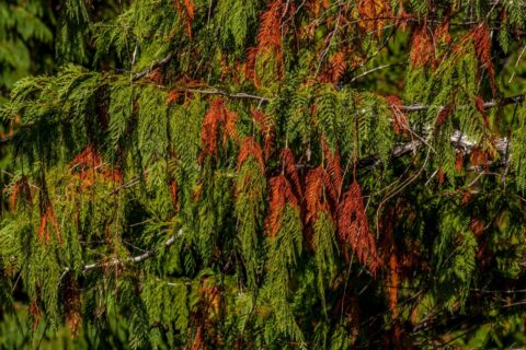 September Colors In Bella Coola Valley, BC