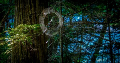 Spider Web Near The Beginning Of The Trail To Berg Lake, Mount Robson Provincial Park, BC