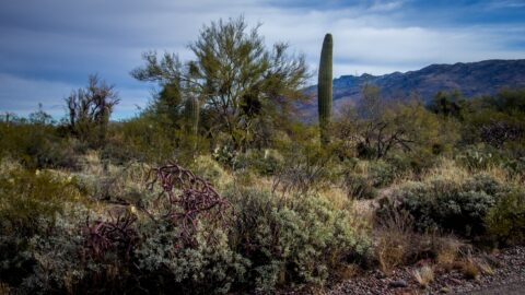 Saguaro, Chain Fruit Cholla, And Pinckly Pear Cacti In East Saguaro National Park, Tucson, AZ