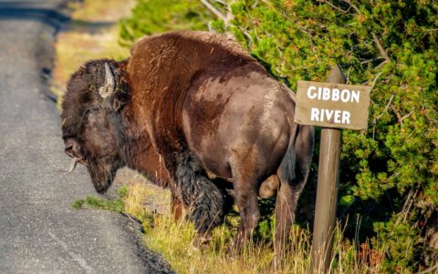 Bison Sticks out his Tongue At Me Again, Yellowstone National Park, WY