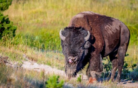 Bison Sticks his tongue At Me in Yellowstone National Park, WY