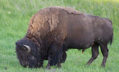 Time For Dinner, Bison In Yellowstone National Park, WY