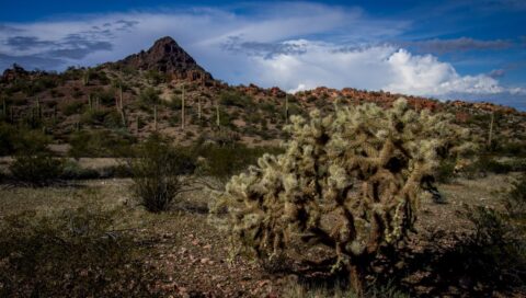 Teddy-Bear Cholla Cactus Along Dripping Spring Trail In Organ Pipe Cactus National Monument, AZ
