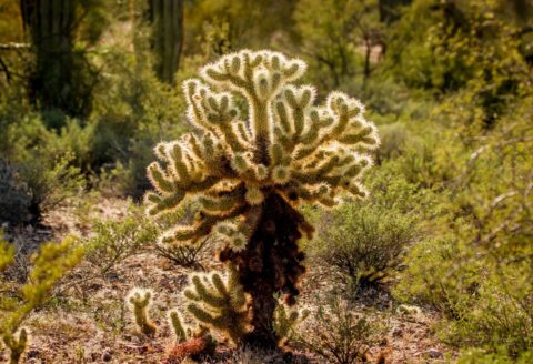 Teddy-Bear Cholla Cactus In Organ Pipe Cactus National Monument, AZ
