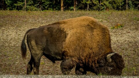 The Biggest Bison I Saw That Day On The Side Of Alaska Highway In Northern BC