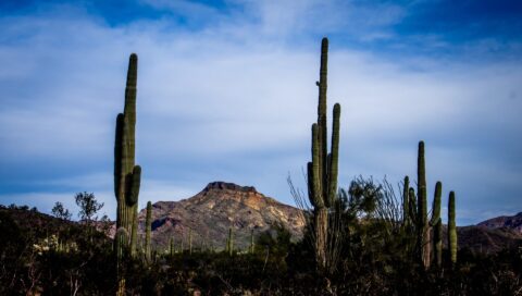 Tillotson Peak Scenery In Pipe Organ Cactus National Monument, AZ