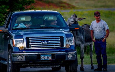 Too Much Donkey Business In Custer State Park, Black Hills, SD