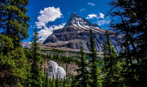 Treetops, Emperor Falls And Mount Robson Along The Trail To Berg Glacier, Mount Robson Provincial Park, BC