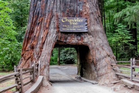 Tunnel Through Chandelier Tree In Humboldt State Park , CA