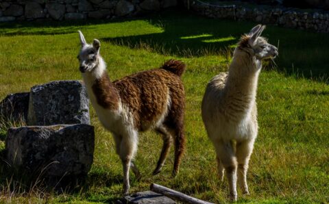 Two Llamas On Machu Picchu Archeorogical Site, Peru