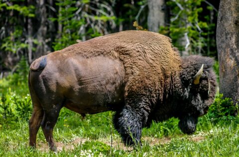 Angry Bison, Yellowstone National Park, WY
