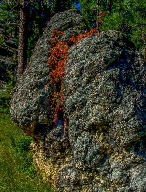 Volcanic Rock And Red Leaves In Custer State Park, Black Hills, SD