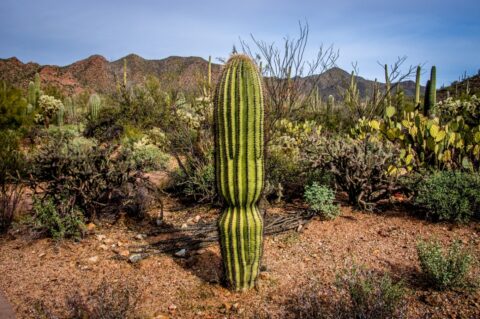 Young Saguaro Cactus In West Saguaro National Park, Tucson, AZ