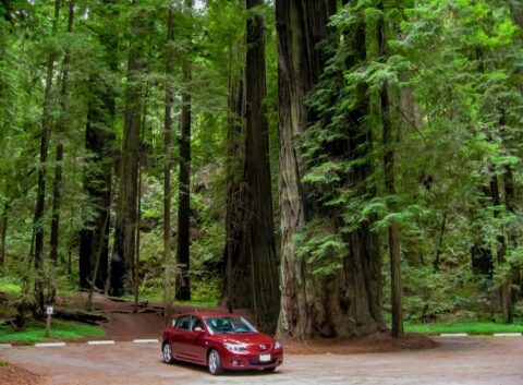Zoom-Zoom In Front Of Immortal Tree In Humboldt State Park , CA