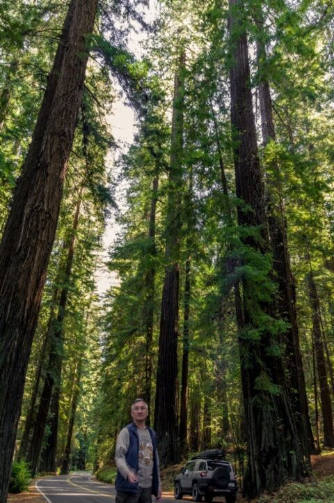 rrasha Among Giants, Humboldt State Park , CA